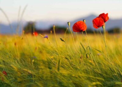 Kontakt Siedlisko Blisko Natury Tartak 7c